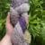 Bearded Iris